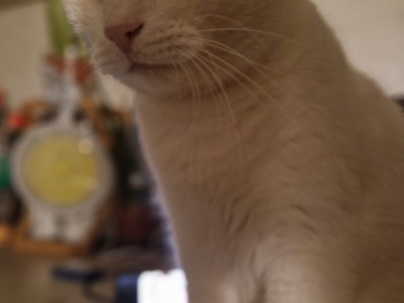 Zaginął biały kot Rumia