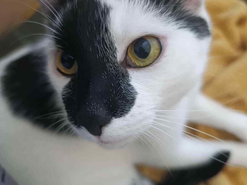 Zaginął czarno-biały kotek Kazik