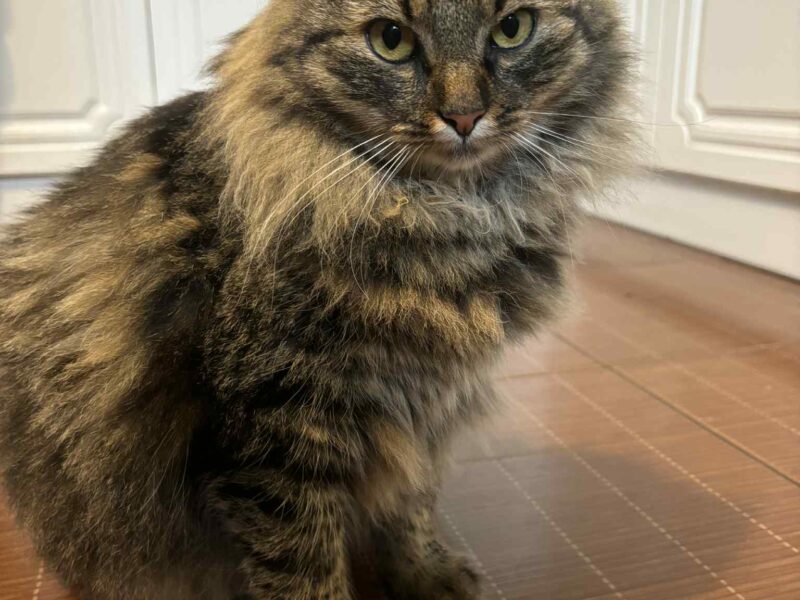 Zaginęła kotka Fruzia