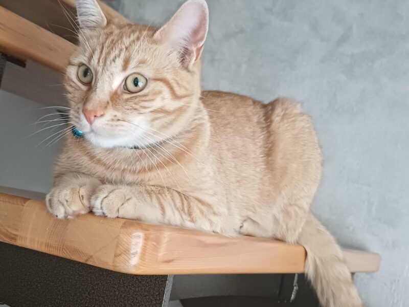 Zaginął kotek Marchewka