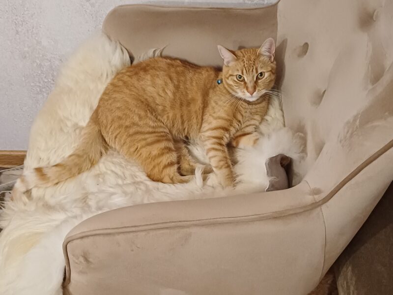 Zaginął kotek Marchewka