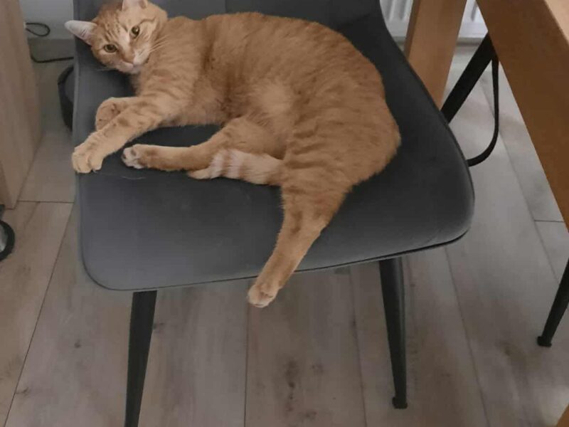 Zaginął kotek Marchewka