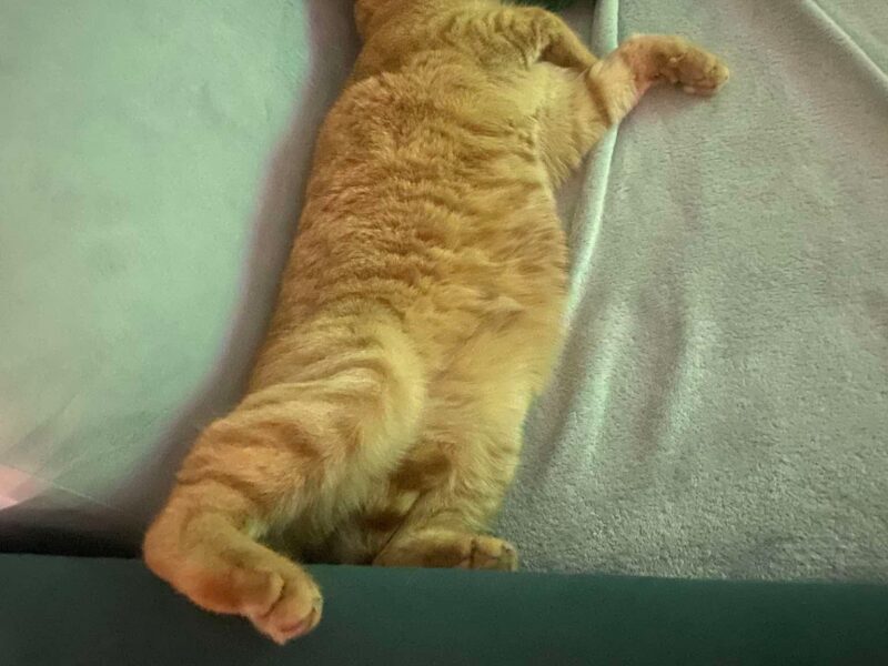 Zaginął kotek Marchewka