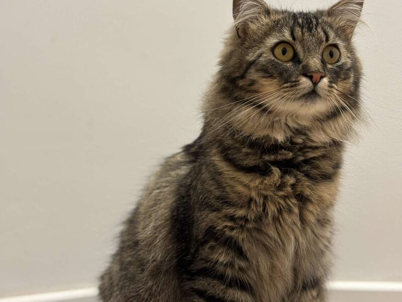 Zaginęła kotka Fruzia