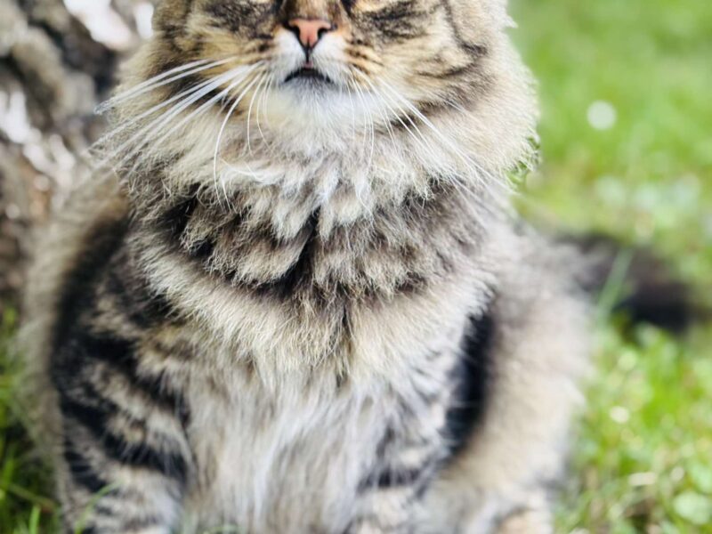 Zaginęła kotka Fruzia