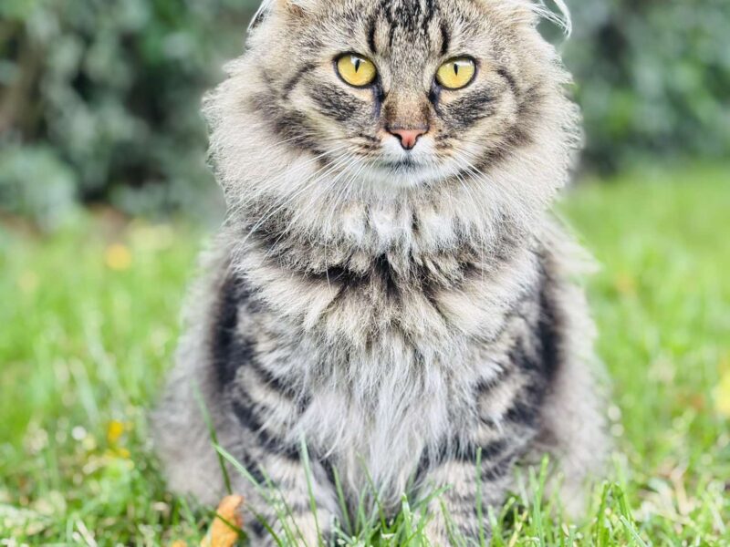 Zaginęła kotka Fruzia