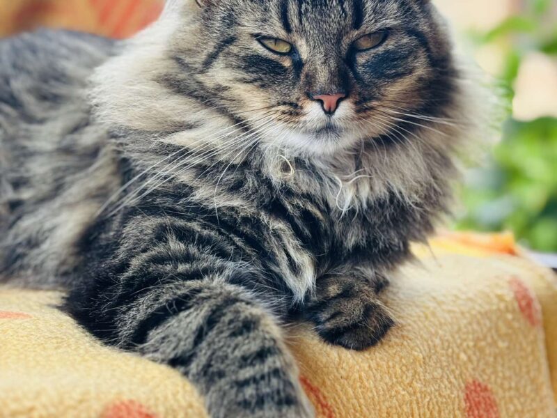 Zaginęła kotka Fruzia