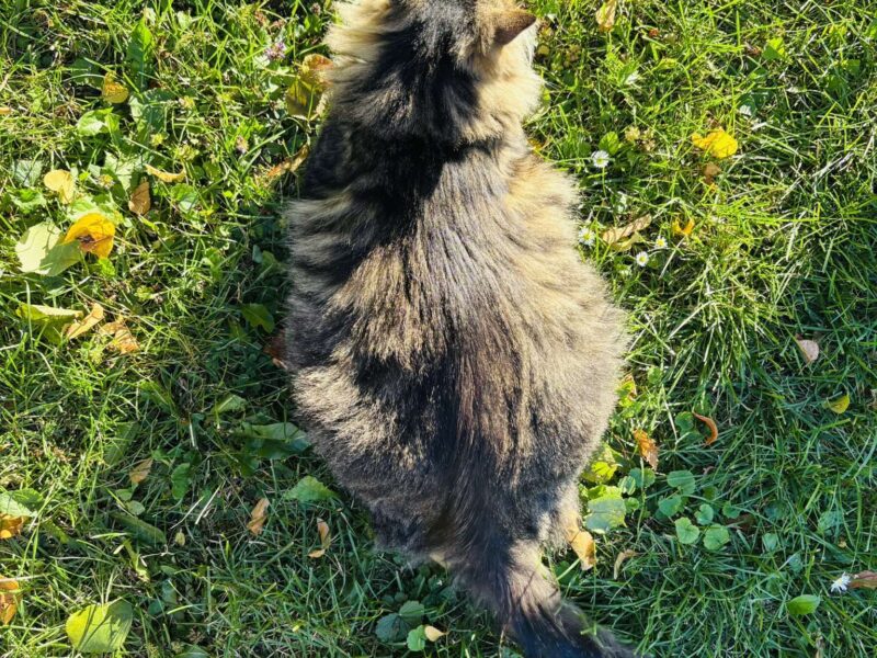 Zaginęła kotka Fruzia