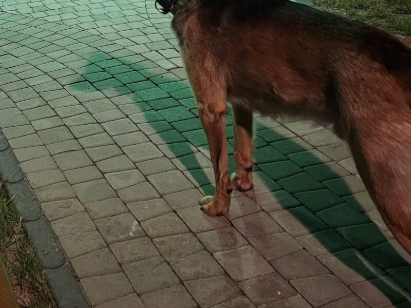 Zaginął pies Azor Nagroda