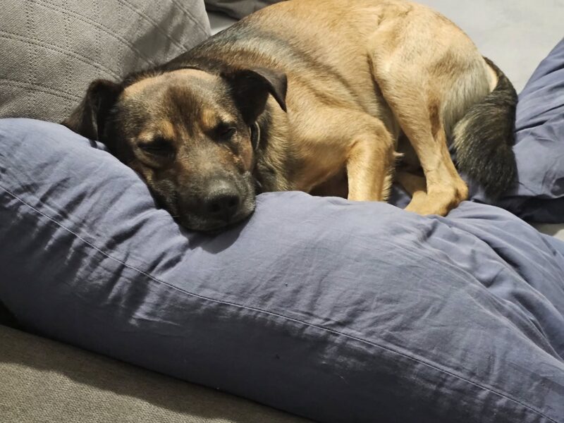 Zaginął pies Azor Nagroda