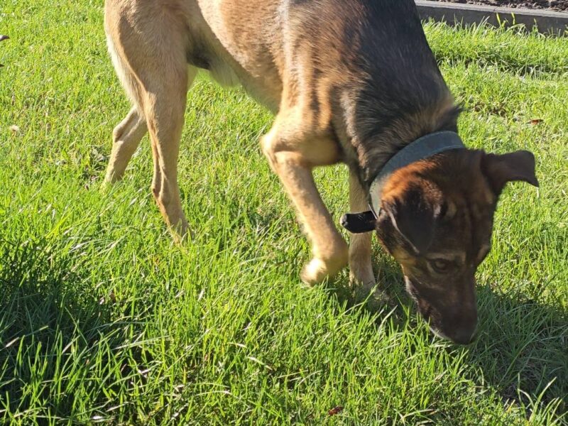 Zaginął pies Azor Nagroda