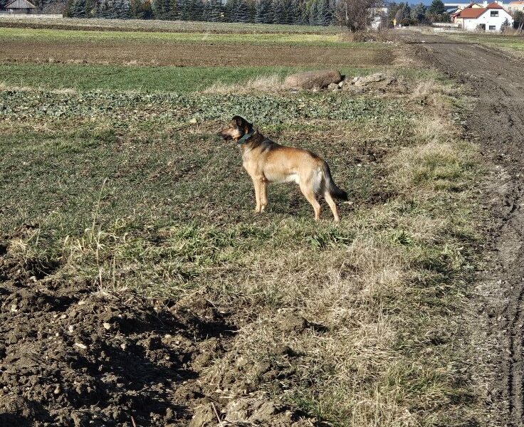 Zaginął pies Azor Nagroda