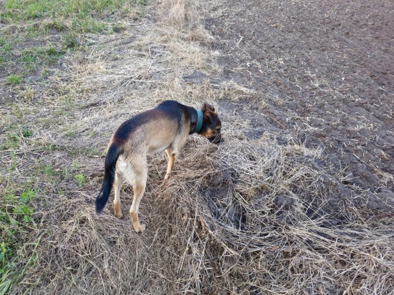 Zaginął pies Azor Nagroda