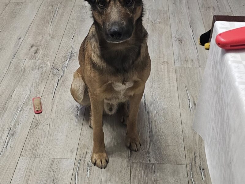 Zaginął pies Azor Nagroda