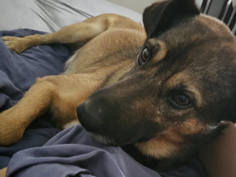 Zaginął pies Azor Nagroda