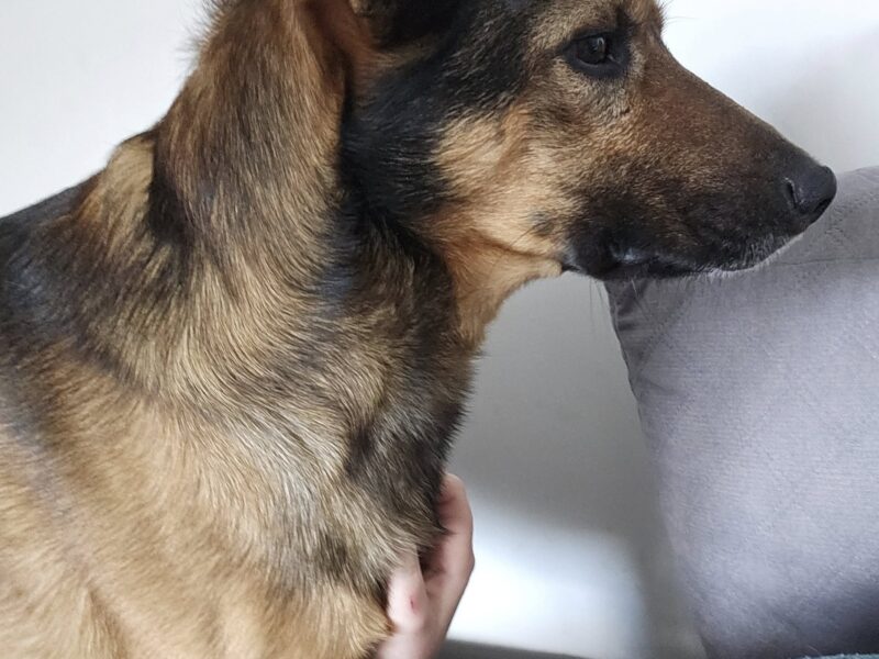 Zaginął pies Azor Nagroda