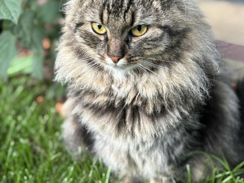 Zaginęła kotka Fruzia