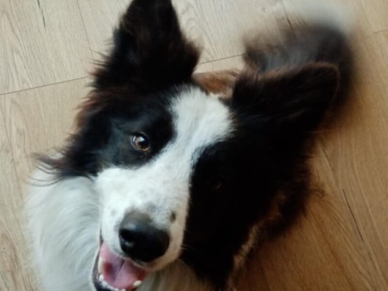 Zaginął piesek Rico