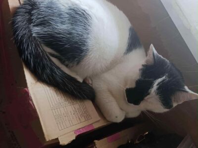 Zaginął czarno-biały kotek Kazik