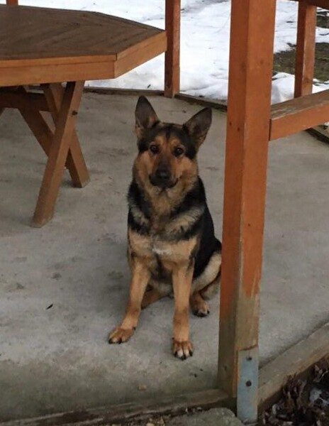 W miejscowości Sejny zaginął pies