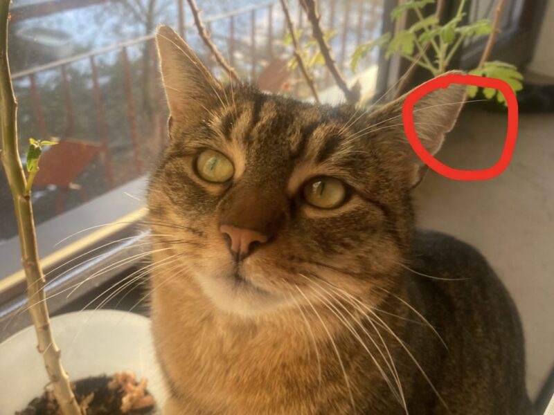 ZAGINĘŁA KOTKA COLA