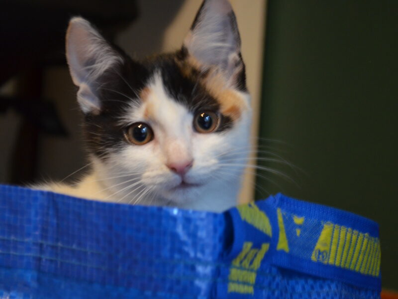 Zaginęła kotka Maślanka