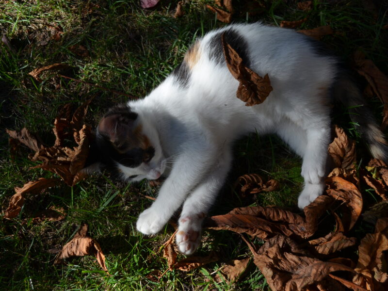 Zaginęła kotka Maślanka