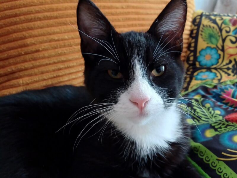 ZAGINĄŁ KOT JASPER