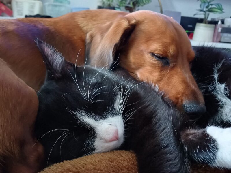 ZAGINĄŁ KOT JASPER