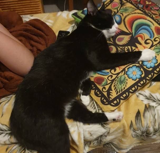 ZAGINĄŁ KOT JASPER