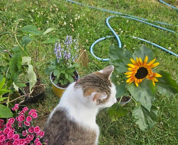 Zaginął kotek Prezes