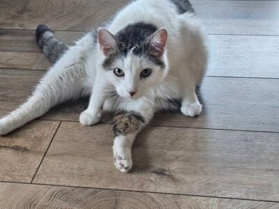 Zaginął kotek Prezes