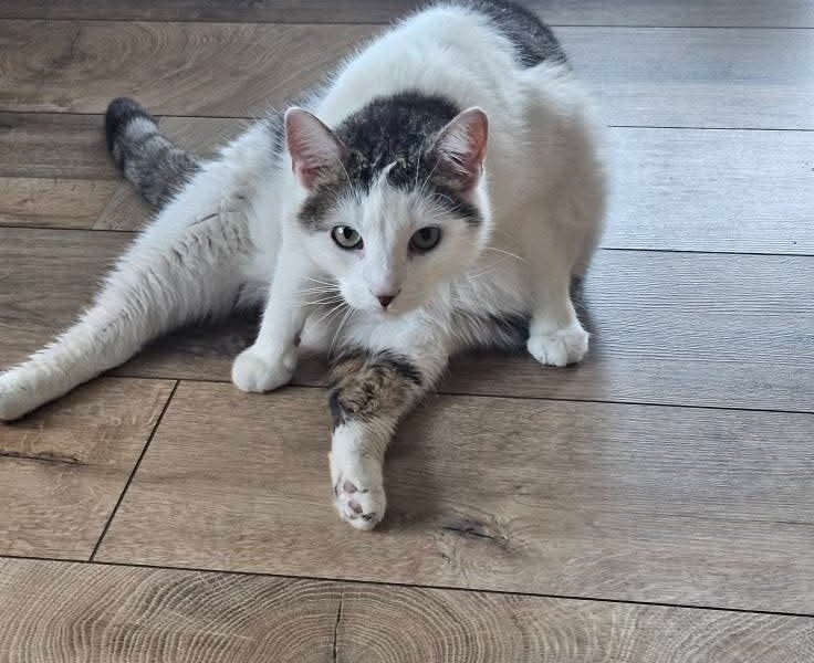 Zaginął kotek Prezes