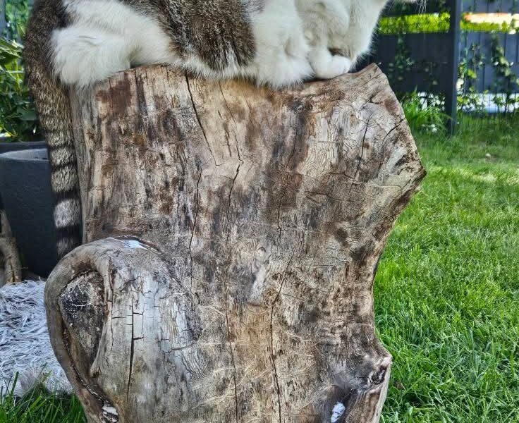 Zaginął kotek Prezes