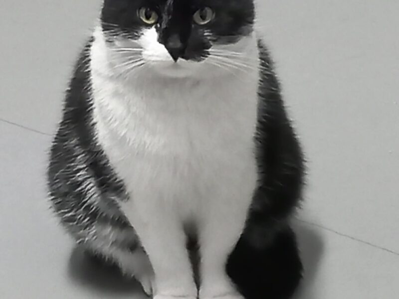 Szukamy kotki Luśki