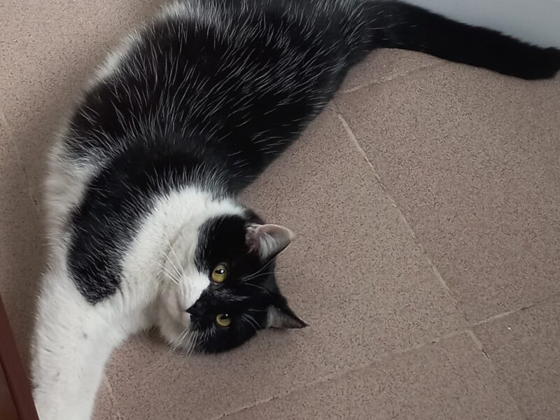 Szukamy kotki Luśki