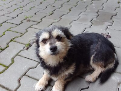 Wystraszona błąka się po Myślenicach