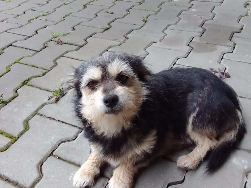 Wystraszona błąka się po Myślenicach