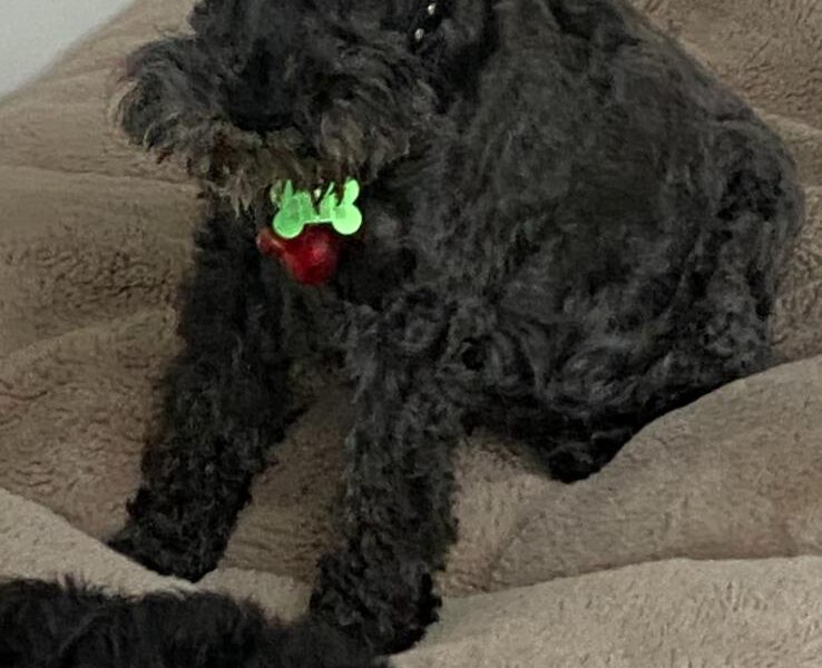 Zaginął piesek Sznaucer w Pilchowie/Szczecinie