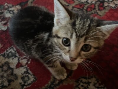 Zaginęła mała kotka Murka