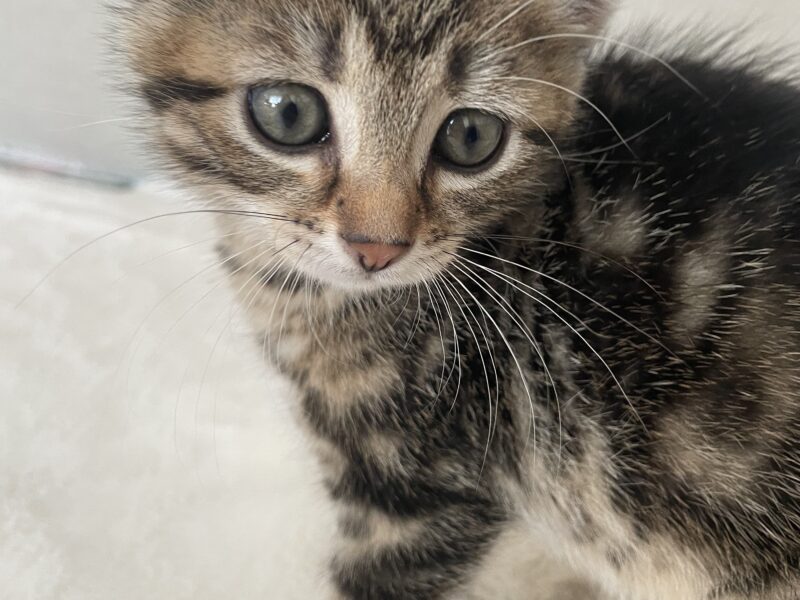 Zaginęła mała kotka Murka