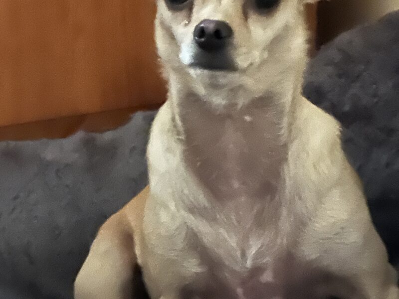 Zaginął piesek Chihuahua