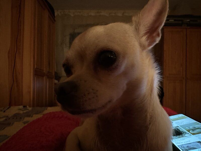 Zaginął piesek Chihuahua