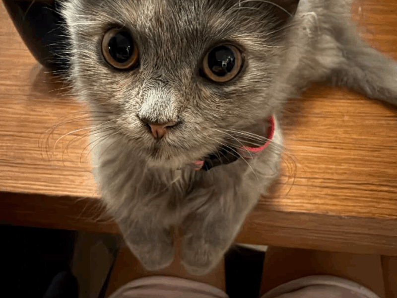 UWAGA ! ZAGINĘŁA KOTKA MiuMiu