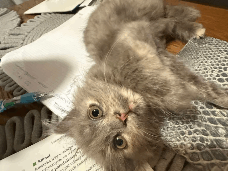 UWAGA ! ZAGINĘŁA KOTKA MiuMiu