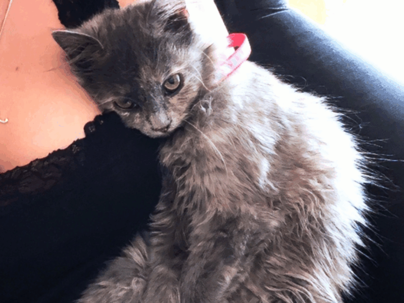 UWAGA ! ZAGINĘŁA KOTKA MiuMiu