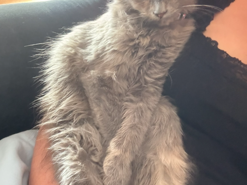 UWAGA ! ZAGINĘŁA KOTKA MiuMiu