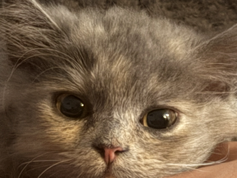 UWAGA ! ZAGINĘŁA KOTKA MiuMiu