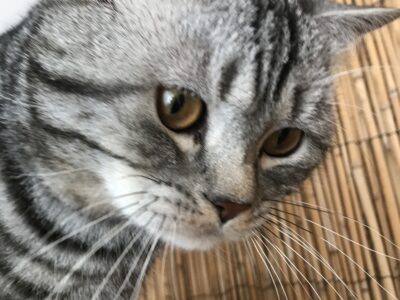 Zaginął 8 letni kocurek Miłek