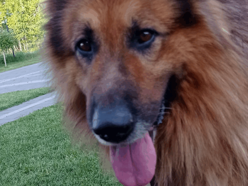 Zaginął Owczarek Niemiecki Długowłosy